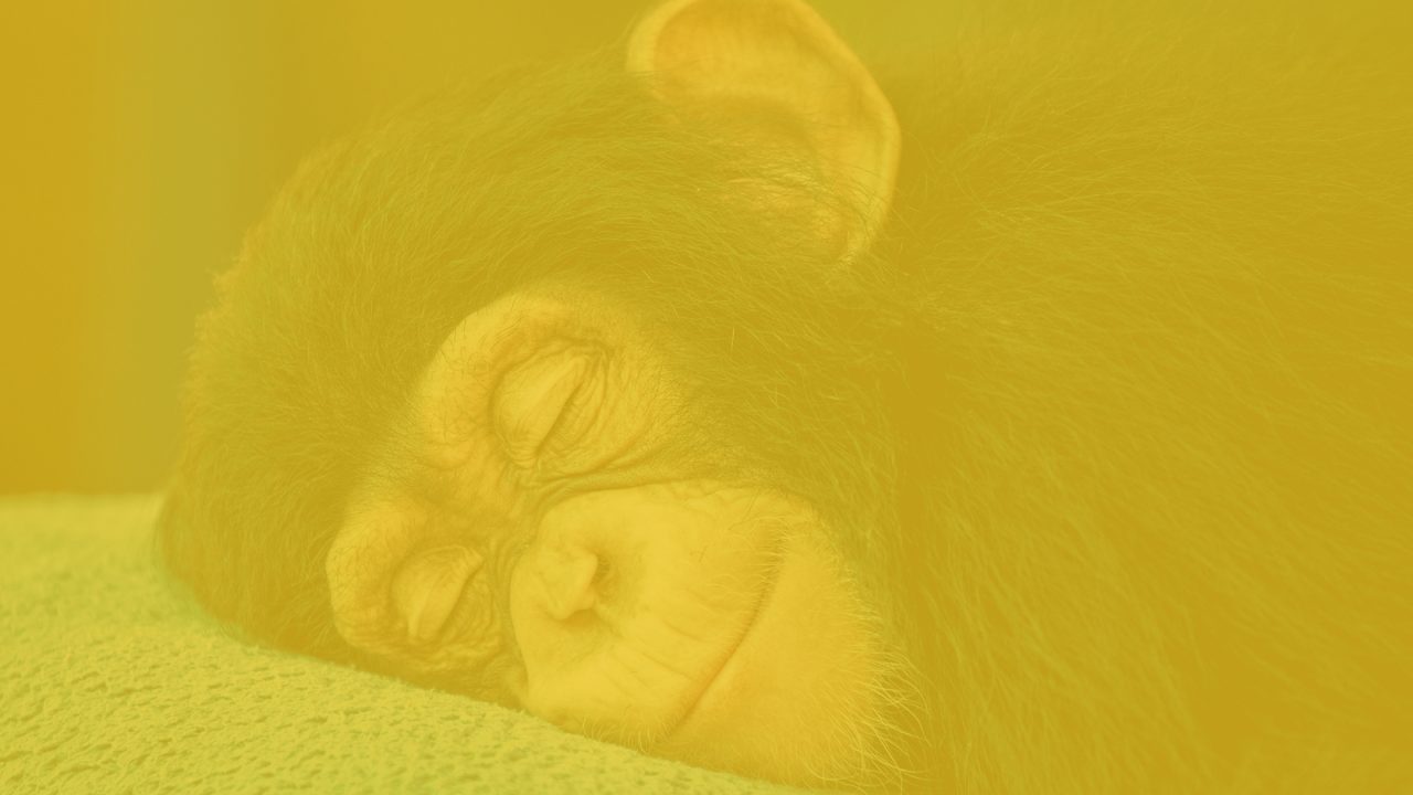 How to set up your Mailchimp Account