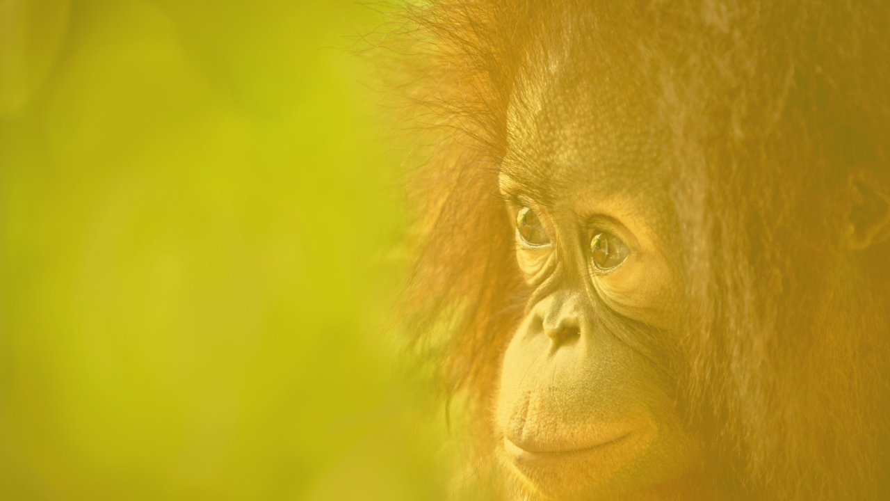 How to Use Mailchimp's Automation Tools to Save Time and Increase Efficiency