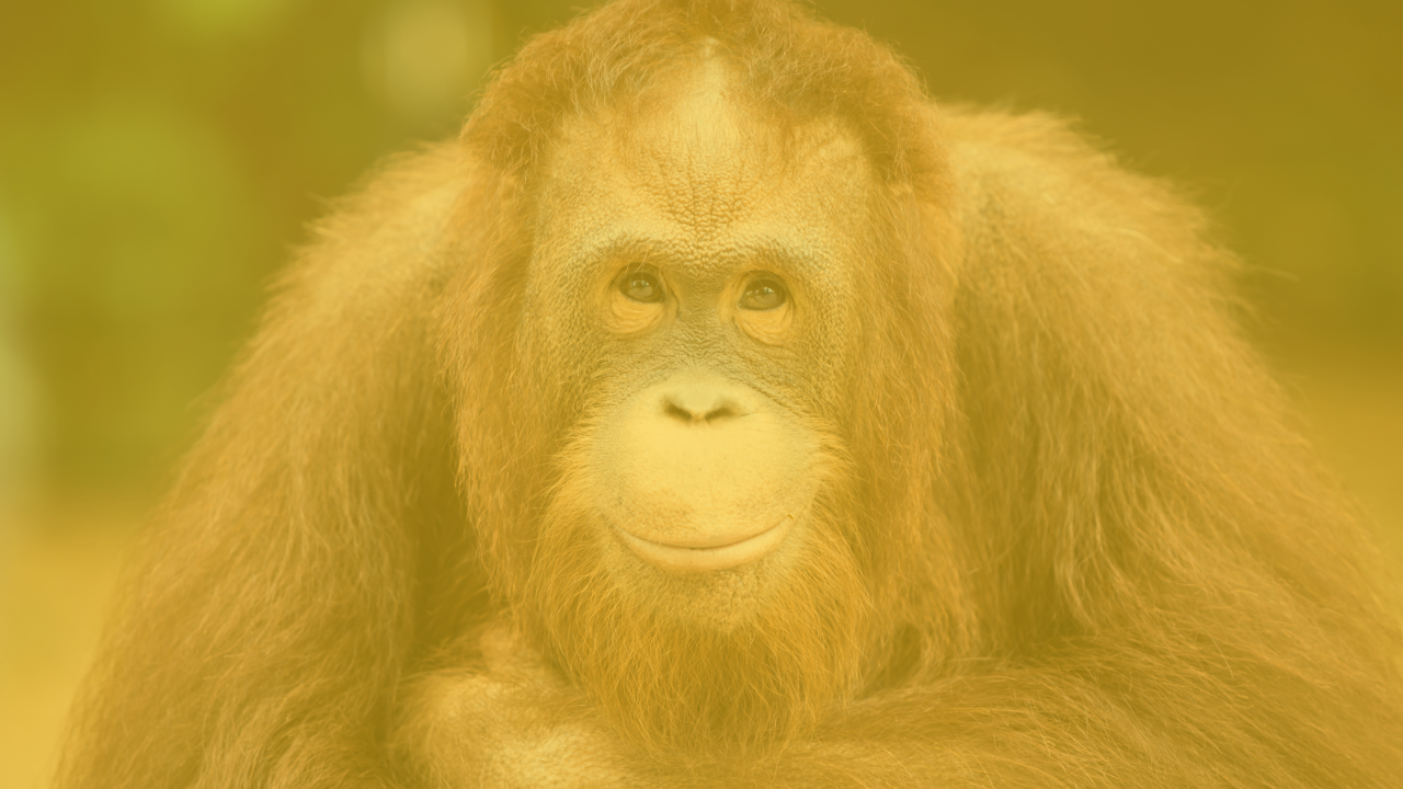 The Top 10 Mailchimp Features You Aren't Using But Should