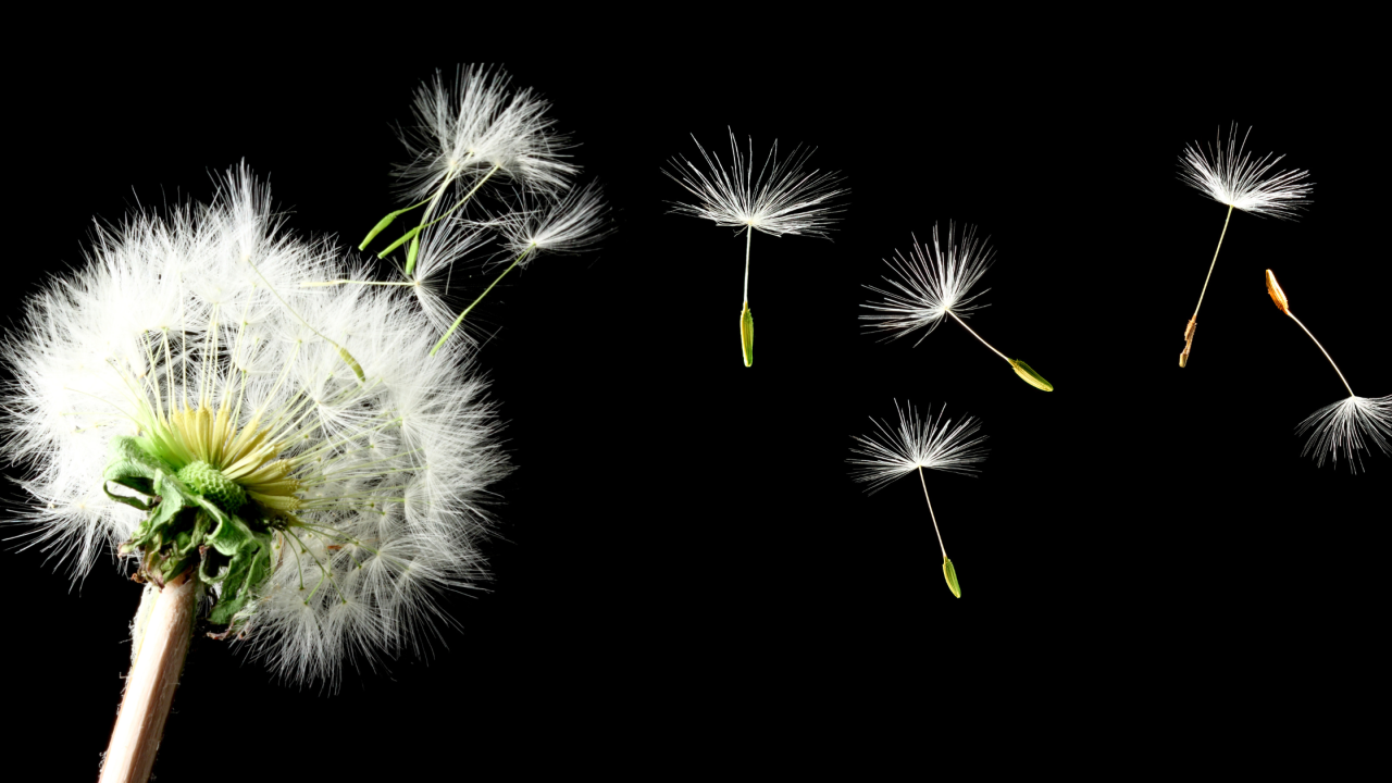 Why Letting Go of a Client Can Help You Grow and Align Your Business